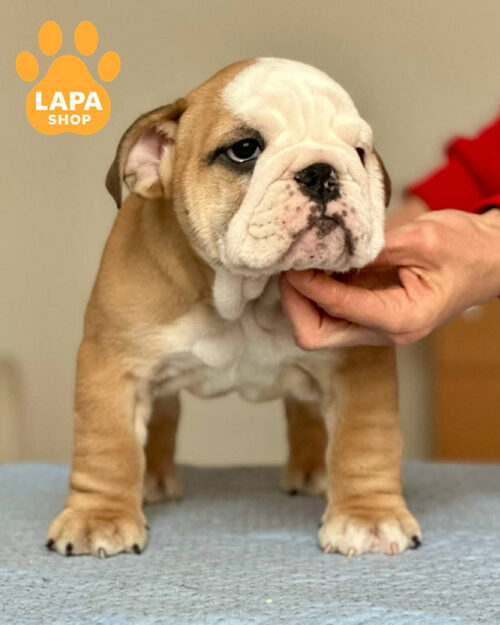 рудо-білий англійський бульдог