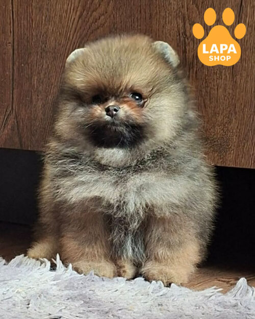 sable-colored Pomeranian spitz