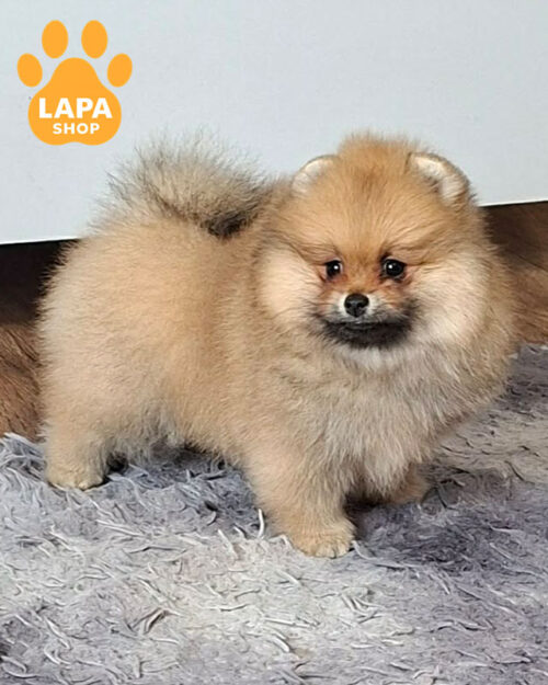померанский шпиц окрас оранж