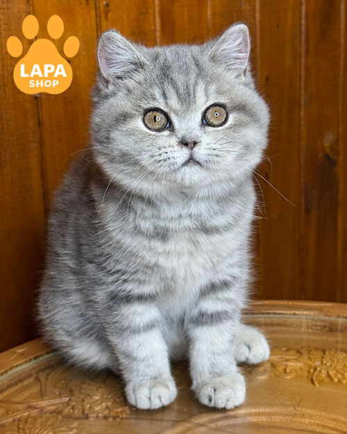 блакитна мармурова британська короткошерста