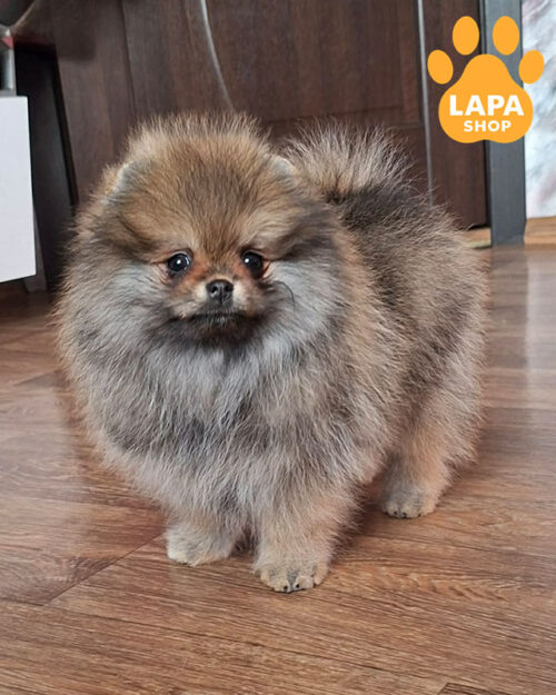 оранжево соболиний  померанський шпіц