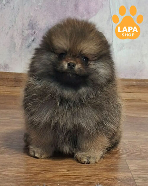 sable-colored Pomeranian spitz