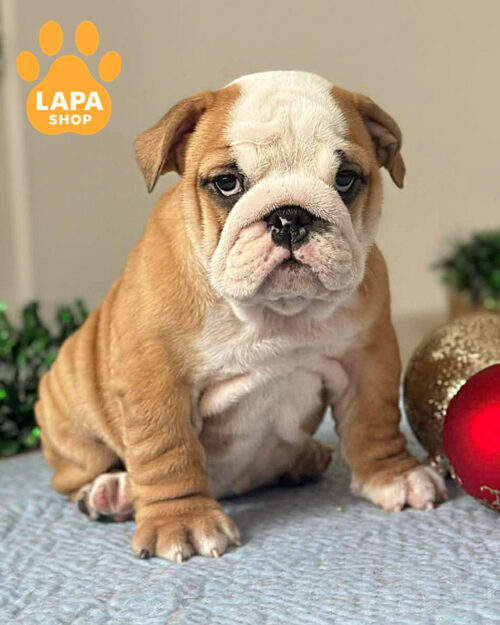 рудо-білий англійський бульдог
