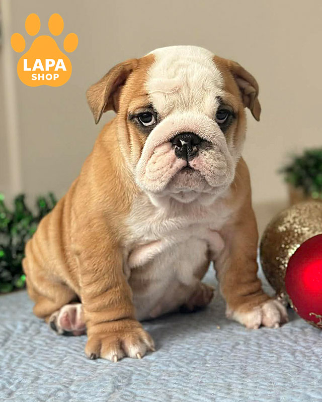 рудо-білий англійський бульдог