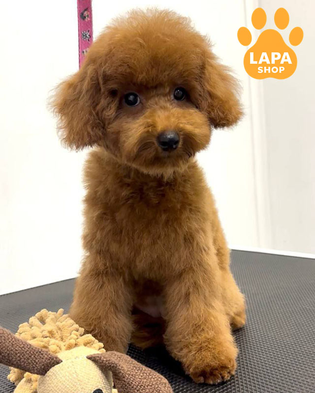 червоний той пудель