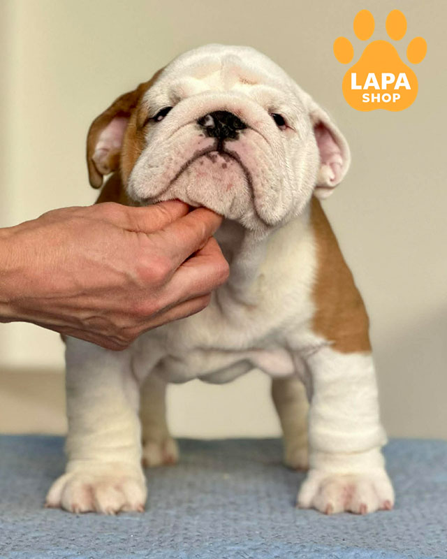 рудо-білий англійський бульдог