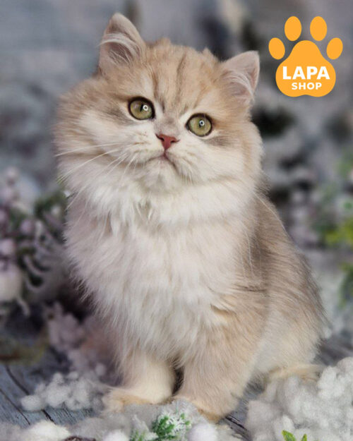 голубая золотая британская длинношерстная