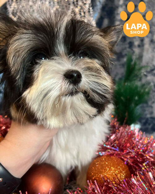 бівер йоркширський тер'єр