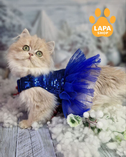 блакитна золота британська довгошерста