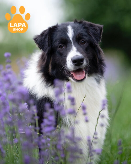 триколорный аусси