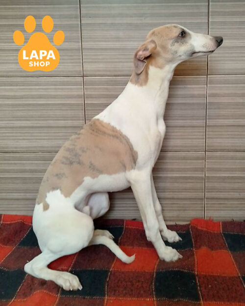 блакитно-тигровий уіппет