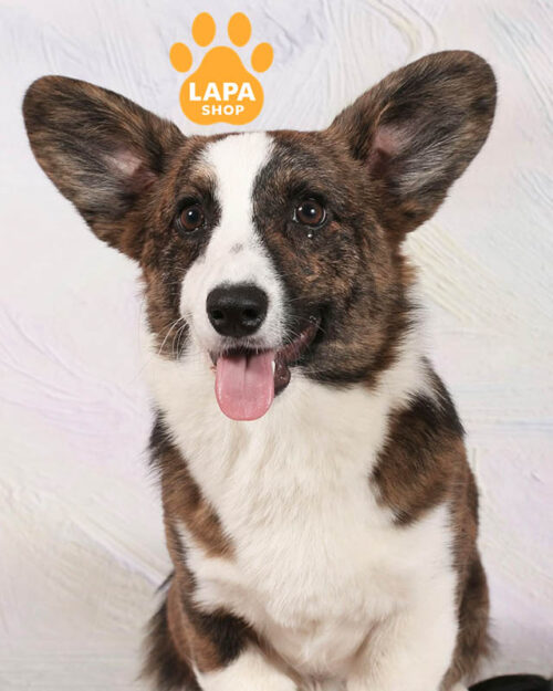 тигровый корги кардиган