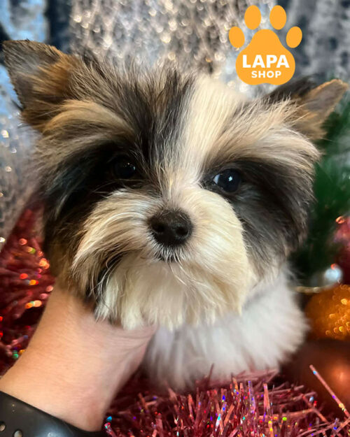 бівер йоркширський тер'єр