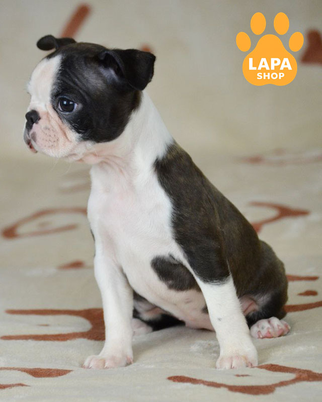 тигрово-белый бостон терьер