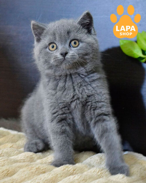 блакитний скотіш-страйт