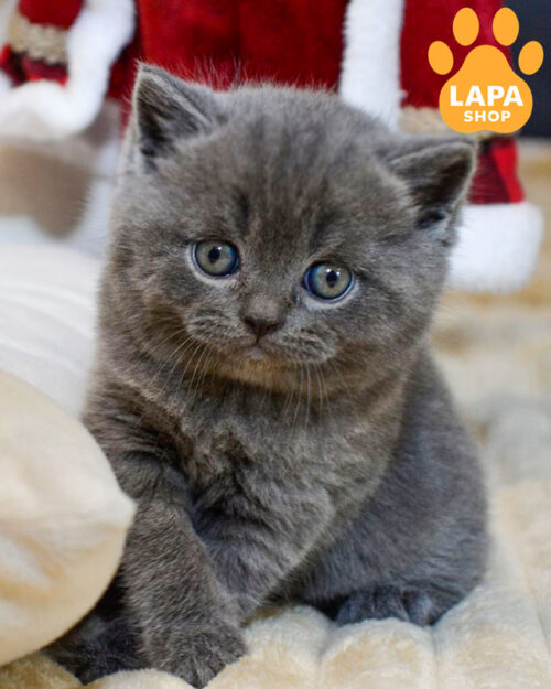 блакитний скотіш-страйт