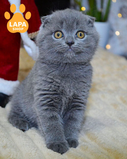 блакитний скотіш-фолд