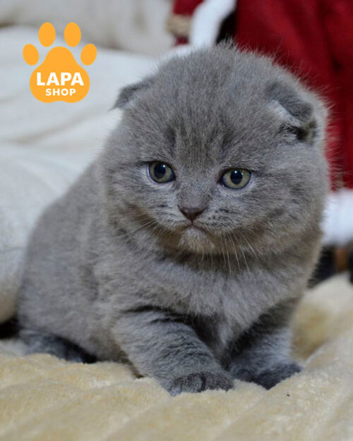 блакитний скотіш-фолд