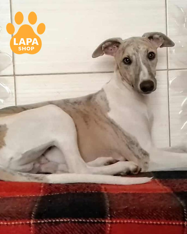 блакитно тигровий уіппет