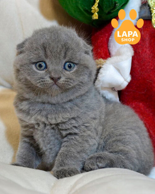 блакитний скотіш-фолд