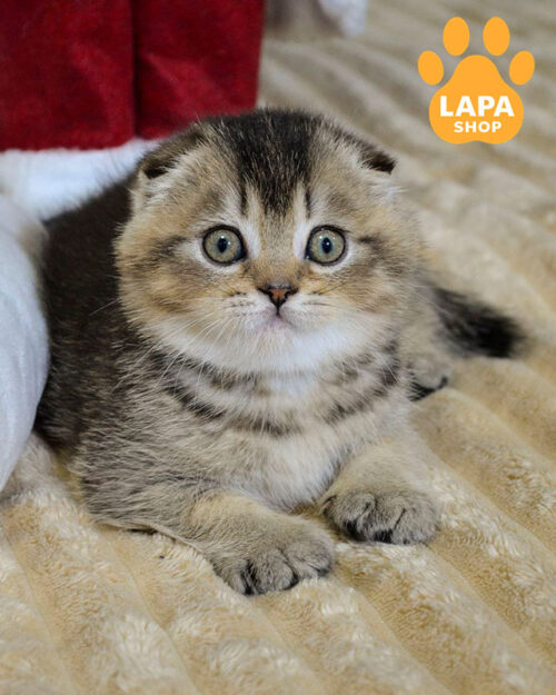 чорний тикований скотіш-фолд