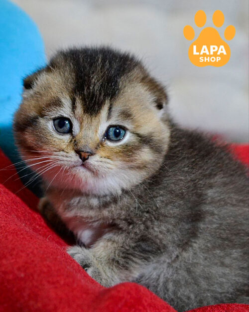 чорний тикований скотіш-фолд