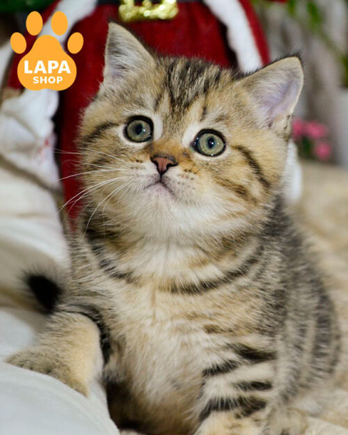 чорний мармуровий скотіш-страйт