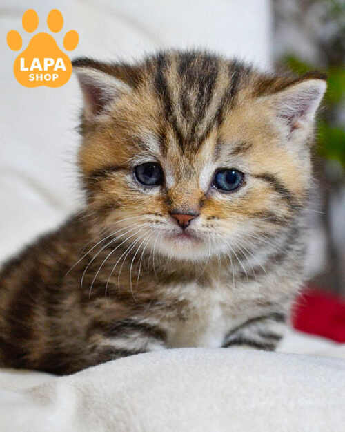 чорний мармуровий скотіш-страйт