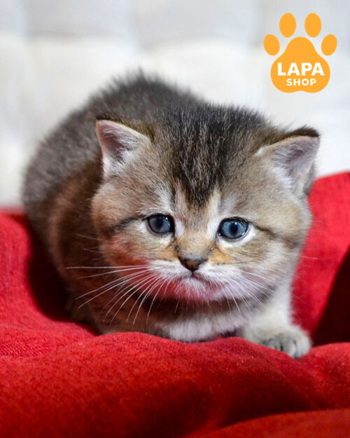 чорний тикований скотіш-страйт