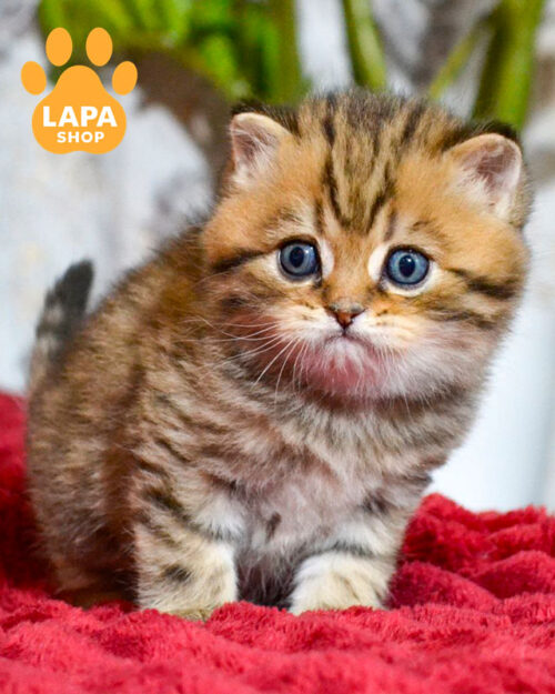 чорний плямистий скотіш-страйт