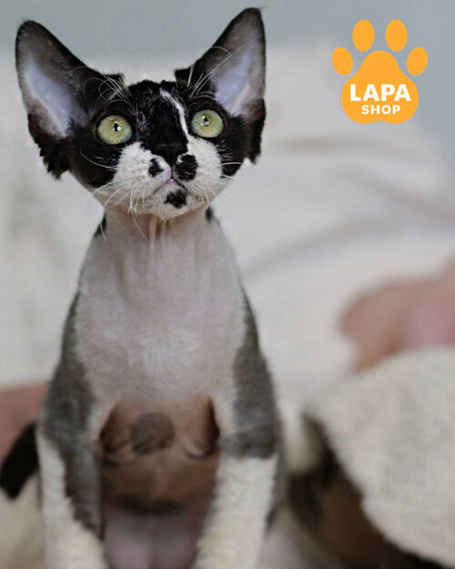 чорний біколор девон-рекс