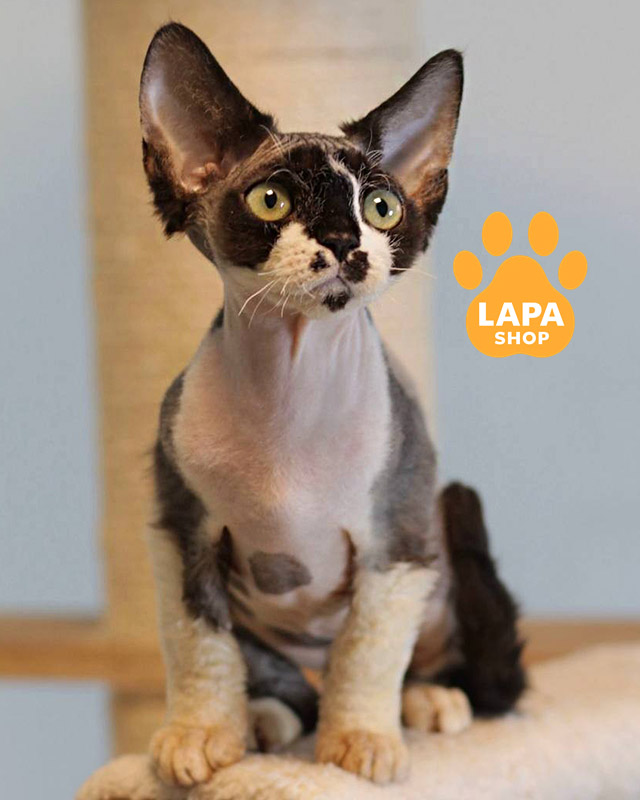 черный биколор девон-рекс