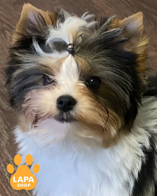 бивер йоркширский терьер