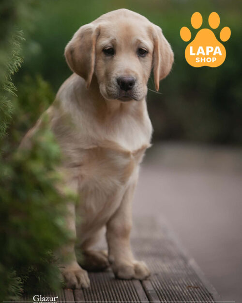 жовтий лабрадор-ретривер