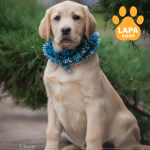 Labrador-retriever-02