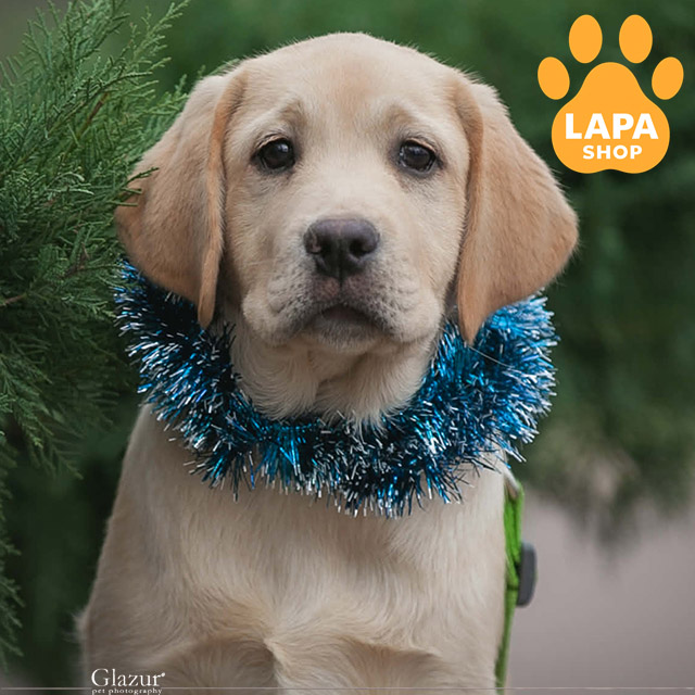 Labrador-retriever-03