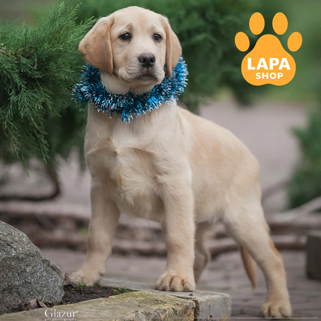 Labrador-retriever-04