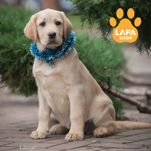 Labrador-retriever-05