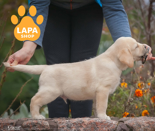 Labrador-retriever-06