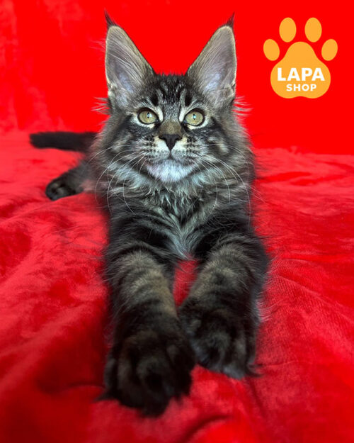 чорний мармуровий мейн-кун