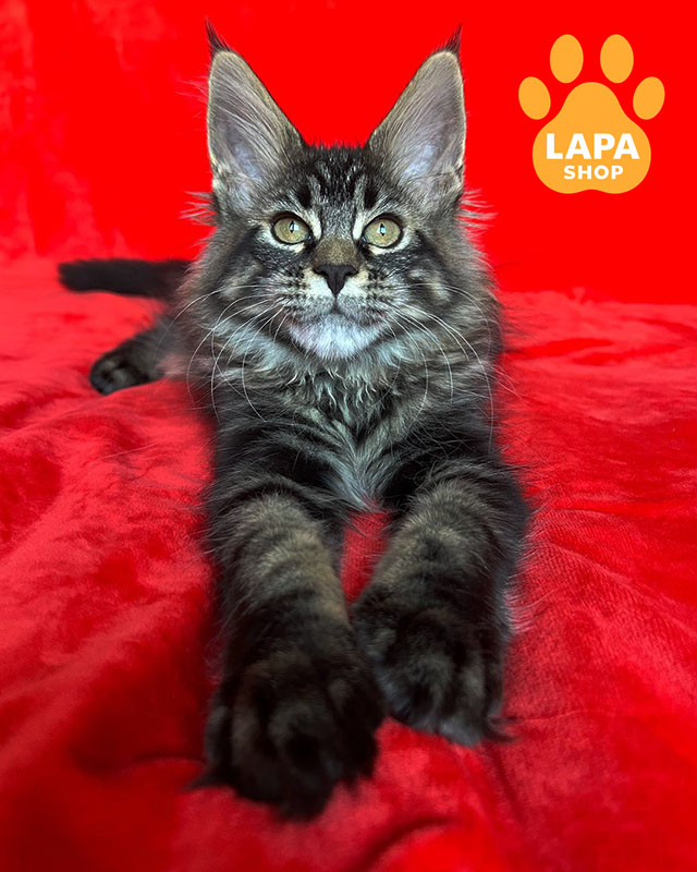 чорний мармуровий мейн-кун