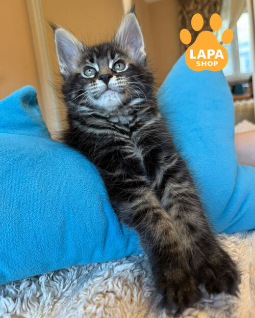 черный мраморный мейн-кун