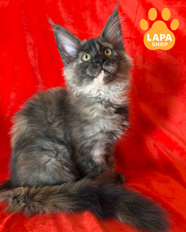 черепаховий мейн-кун