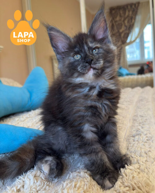 черепаховый мейн-кун