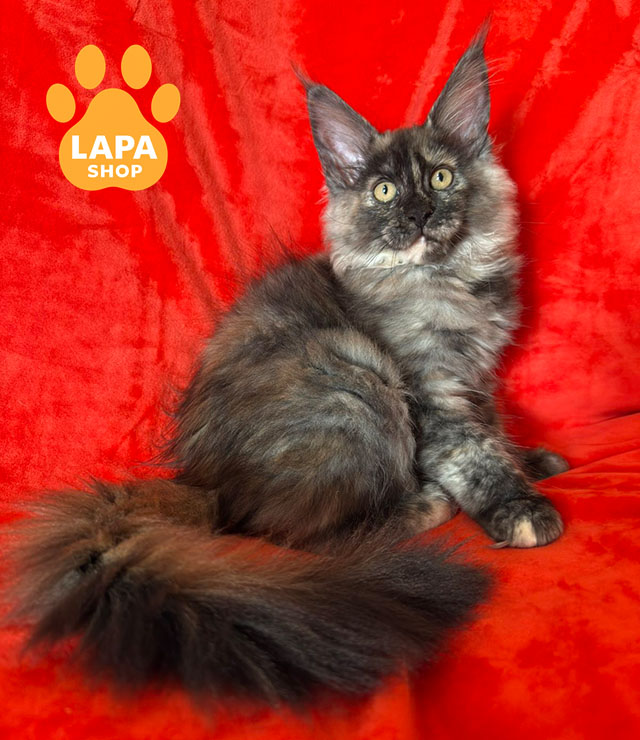 Тест: Чи комфортно вам буде жити з мейн-куном? lavanda 02 1