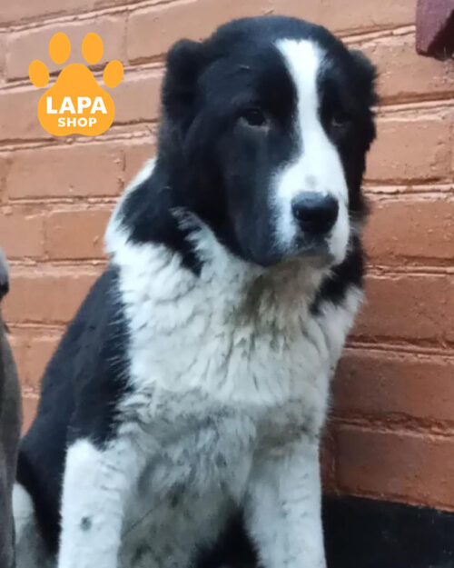 чорно-біла середньоазійська вівчарка