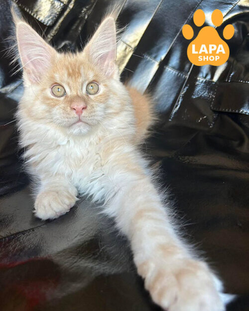 червоний сріблястий мейн-кун