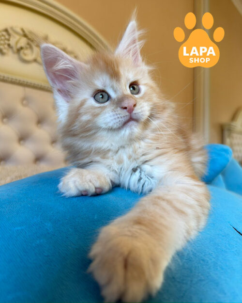 красный серебристый мейн-кун