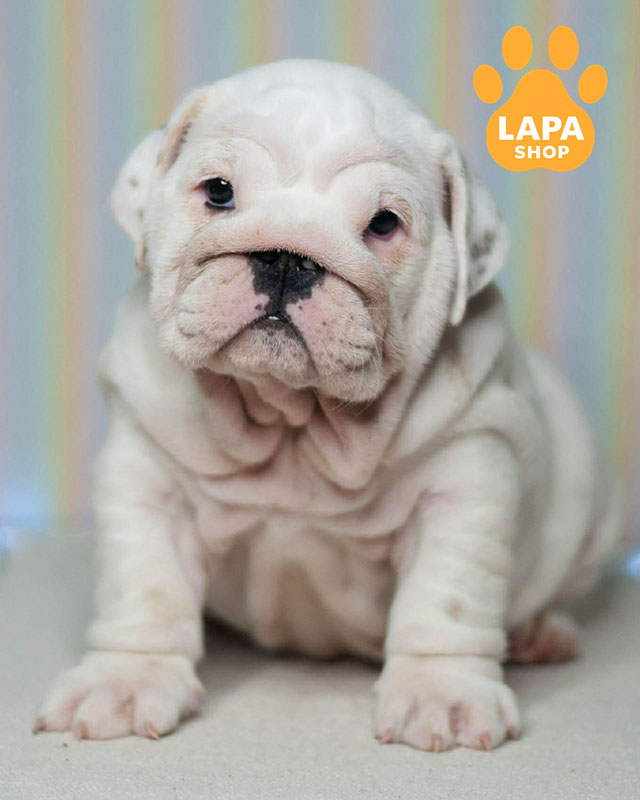 белый английский бульдог