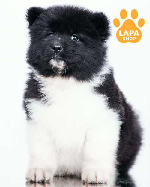 черно-белая американская акита